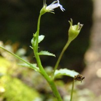 Lobelia alsinoides Lam.